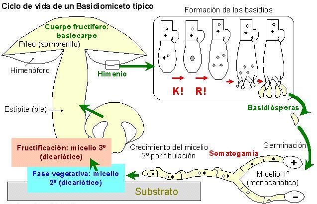 Resultado de imagen de basidiosporas germinación